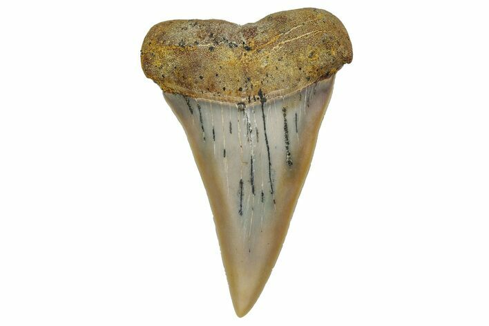 Colorful, Fossil Broad-Tooth Mako Shark Tooth - Bakersfield, CA #351421
